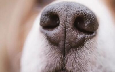 Wąsy u psa. Po co psu wąsy?