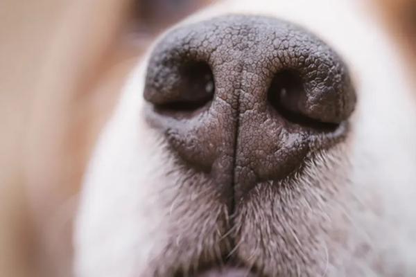 Wąsy u psa. Po co psu wąsy?