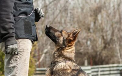 Wąsy u psa 2. Po co psu wąsy?