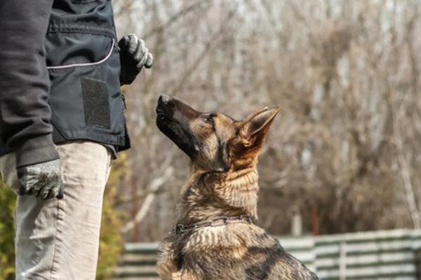 Wąsy u psa 2. Po co psu wąsy?