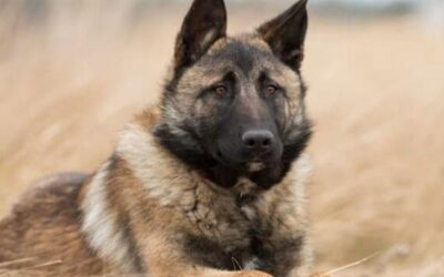 Wąsy u psa 3. Po co psu wąsy?