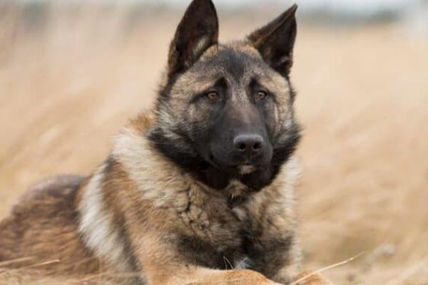 Wąsy u psa 3. Po co psu wąsy?